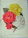1911 Double Tuberous-Rooted Begonias Flowers Old Print