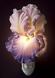 Purple Bearded Iris Night Light Ibis & Orchid Flowers of Light Collection