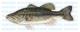 Buy Cheap   LARGE MOUTH BASS  Fish Decal  sticker truck fishing rod