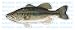 LARGE MOUTH BASS -Fish Decal- sticker truck fishing rod