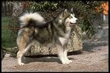 12X16 inch 1 of Top 100 Pedigree Dogs Canvas Art Alaskan malamute