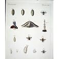 INSECTS c1845 H/C NATURAL HISTORY PLATE LXXX