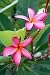 Pink Plumeria Flower - 24