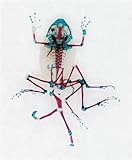 Malamp : [the occurrence of deformities in amphibians