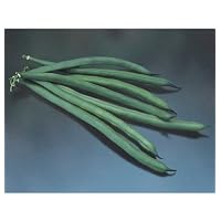 David's Organic Bush Green Bean Jade 90 (Phaseolus vulgaris) Seeds per Packet
