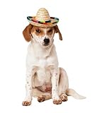 Rubies Costume Company Pet Sombrero Hat with Multicolor Trim, Small/Medium