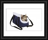 Framed Print of LA-5687 Norwegian Forest Cat / Norsk Skogkatt - 8 week old kitten in cat from Ardea