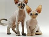 Domestic Cat, 16-Weeks, Female Tortoiseshell and Red Devon Si-Rex Kittens Photographic Poster Print by Jane Burton, 16x12
