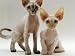 devon rex - Domestic Cat, 16-Weeks, Female Tortoiseshell and Red Devon Si-Rex Kittens Photographic Poster Print by Jane Burton, 16x12