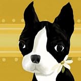 Oopsy Daisy Bea The Boston Terrier Stretched Canvas Wall Art by Meghann O'Hara, 21 by 21-Inch
