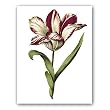 genus Tulipa 12 - Gift Enclosure Cards (set of 12)