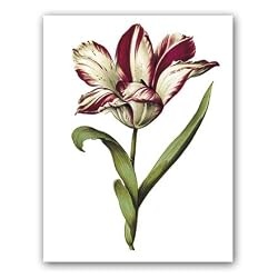genus Tulipa 12 - Gift Enclosure Cards (set of 12)