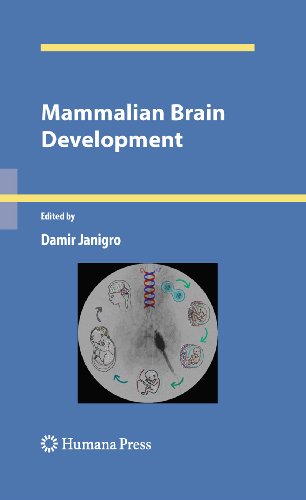 Mammalian Brain Development (Contemporary Neuroscience)