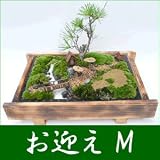 �y�������z�~�́E�~�i ���}���iM�j