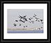 Kitchen & Housewares : Brent Goose - winter flock in flight - Framed Print 10x8 (25x20cm) by Ardea
