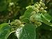 Morus alba: White Mulberry Seeds 40 Seeds