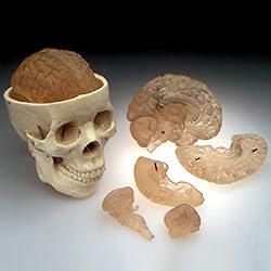 Budget Skull With 8-part Brain