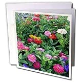 Flowers - Zinnias - Greeting Cards-12 Greeting Cards with envelopes