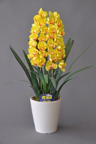 シンビジューム（立） 黄 Mサイズ 2本 光触媒造花の国内生産品 24時間効果持続のダブルコーティング 