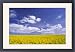 Framed Prints of Arable farming - field of yellow oil-seed rape flowers beneath bright blue from Ardea Wildlife Pets