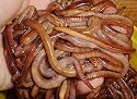 European Nightcrawlers Composting and Fishing Worms 2 Lb Pack