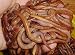 European Nightcrawlers Composting and Fishing Worms 2 Lb Pack
