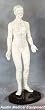 Acupuncture Posed 19" Plastic Model - Woman- New by AME