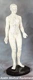 Acupuncture Posed 19" Plastic Model - Woman- New by AME