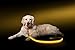 ILLUMISEEN LED Light Up Dog Leash | Ultra High Visibility Up to 350 Yards | 3 Lighting Modes | USB Rechargeable, No Batteries Needed | Padded Handle & Rotating Swivel Clasp to Prevent Leash Tangling