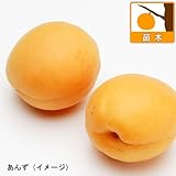 生食向きアンズ[杏]2種セット：ゴールドコットとハーコット4～5号ポット[アプリコット][苗木]