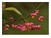 Euonymus Europaeus, Berries with Arils Photographic Poster Print by Bob Gibbons, 16x12