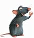 Sports : Ratte style your Crocs, nice mice