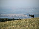 IMAGE OF A Wild Horse Stands on a Hill Overlooking a Huge Western Landscape Premium Photographic Poster Print by Chris Johns, 24x32