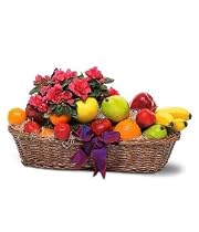 Fruit and Plant Basket