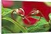 Canvas Prints of Begonia Buds in from Danita Delimont