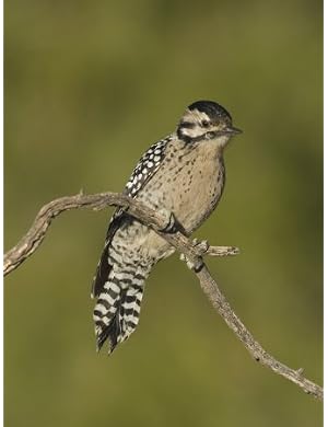 Ladder-Backed Woodpecker Female on a Branch (Picoides Scalaris), Arizona, USA Photographic Poster Print