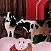 Cows Pair
