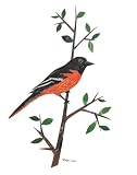A Baltimore Oriole - Recycled art from newspaper - 8 x 10