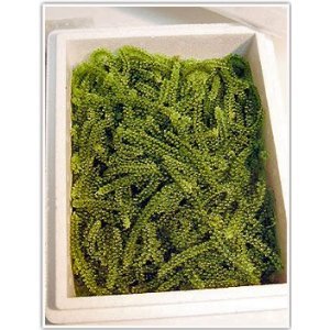 純沖縄産Ｃ品･訳あり生朝摘み海ぶどうオジーの夢