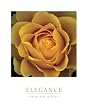 Elegance - Peach Rose, Motivational Poster