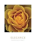 Elegance - Peach Rose, Motivational Poster
