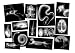 Animal X-Rays