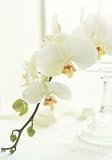 Orchids Wallet Notecards (Paperstyle Wallet Notecards)