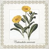 Saponificio Artigianale Fiorentino Botanical Calendula Arvensis Soap Set From Italy