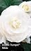White Double Trumpet Begonia 1 Bulb