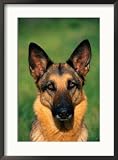German Shepherd Framed Photographic Poster Print by Francie Manning, 21x29