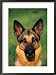 German Shepherd Framed Photographic Poster Print by Francie Manning, 21x29