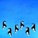 Nielsen Trading Penguin Talk Mobile