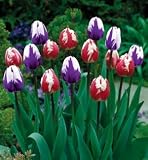 Ripple Duo Triumph Tulip 12 Bulbs - Exclusive/NEW!