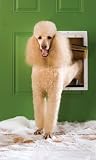 Petsafe Large White Extreme Weather Door